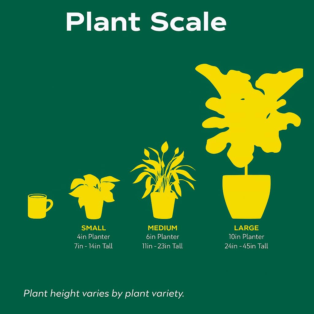 Stromanthe Triostar | Live Plant for Indoor & Outdoor | for Living Room, Office, Bathroom | (4" Pot)