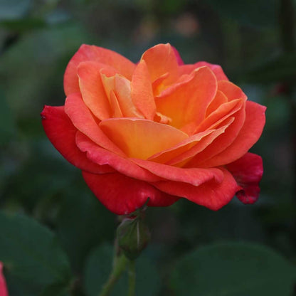Heirloom Climbing Roses, Live Own Root Plant for Outdoor Garden, Piñata, Lightly Fragrant, Hardiness Zones 5-10, Continual Blooming