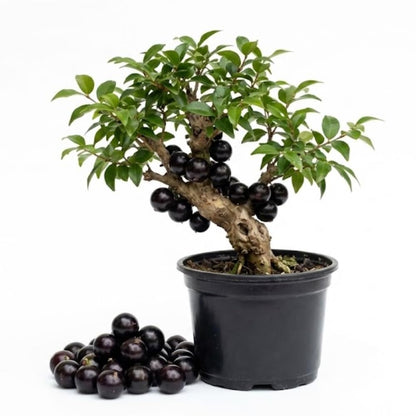 Sabara Jaboticaba Tree Live Plant, Jabuticaba Fruit Tree, Sweet and Edible Fruit for Outdoor Gardening, Starter Tree in Pot (One Gallon)