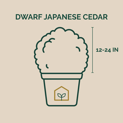 Dwarf Japanese Cedar 3-Gallon
