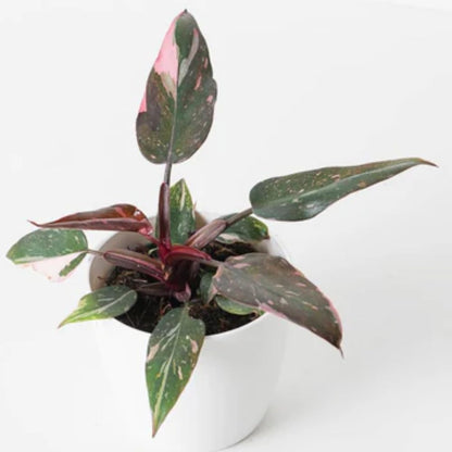 Princess Philodendron Live Plant, Rare Variegated Houseplant 5-8 Inch Tall, Indoor Live Plant for Home or Office Decor, No Pot (Pink Philodendron)