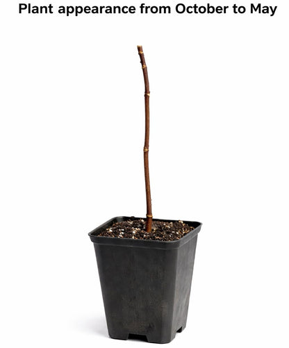 2 Paw Paw Trees - 6-12" Tall Seedlings - Quart Pots - Live Indian Banana Plants - Asimina triloba - (2 Pack)