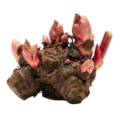 Rhubarb Plants Root for Planting, Hardy & Sweet Red Cherry Rhubarb, Large Crown 6–7 Inch, Easy to Grow for Beginners, Fast-Growing Perennial for Home Gardens