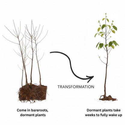 Set 2 Willow Plants Live Bare Root 1-2 Feet Tall, Dormant Willow Live Plants for Outdoor Garden Landscaping (Weeping Willow)
