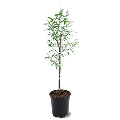 Weeping Willow, Deciduous, Fast-Growing, Shade Tree, 2-3 ft Tree Height, 1 gal Nursery Pot (Due to Agricultural Laws, we Cannot Ship to CA, AZ, AK, or HI)