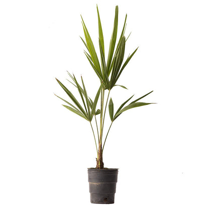 American Plant Exchange Live Windmill Palm Tree, Chusan Palm Tree, Plant Pot for Home and Garden Decor, 4" Pot, Pack of 3