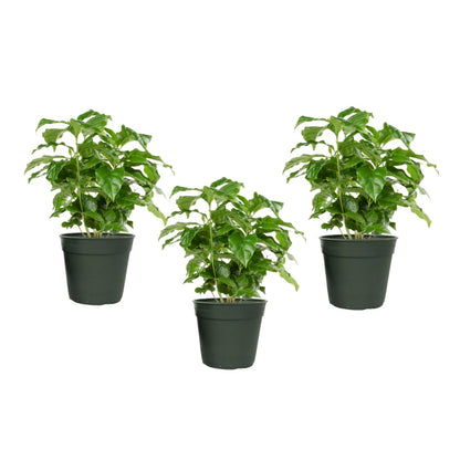 American Plant Exchange Arabica Coffee 3 Pack Fuit Producing Live Plants, Three 4" Pots, Fragrant White Flowers