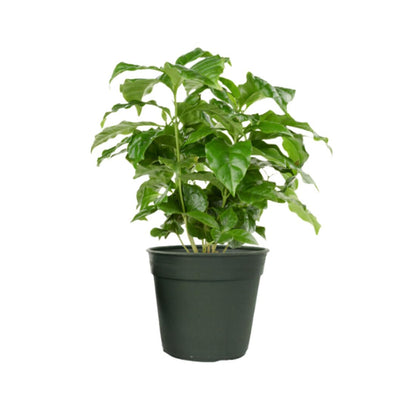 American Plant Exchange Arabica Coffee Live Plant, 4-Inch Pot, Fruiting Indoor Houseplant, Easy Care, Shiney Green Foliage