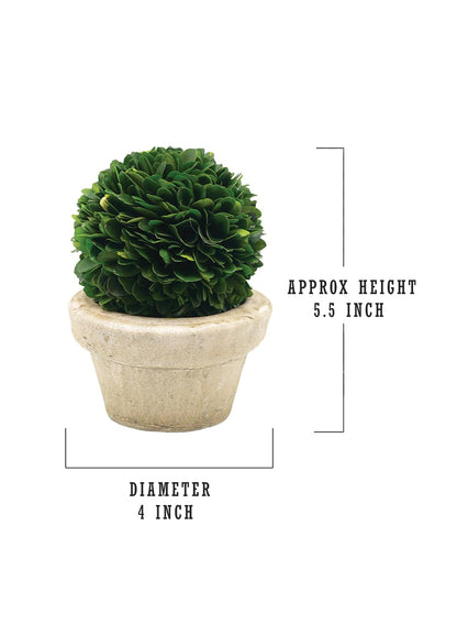 Serene Spaces Living Preserved Boxwood Ball with Small Pot – Boxwood in Planters, Preserved Plant for Boxwood Table Decor, Centerpiece, Measures 5.5" Tall & 4" Diameter, Single