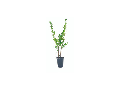 Ilex Compacta Crenata Japanese Holly | 10 Live Plants | Low Maintenance Evergreen Foundation Shrub