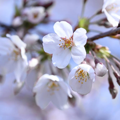 Brighter Blooms - Stella Cherry Tree, 3-4 ft. - No Shipping to AZ, CA, CO, ID, OR, WA