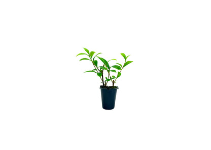 Gardenia August Beauty | 20 Live Plants | Gardenia Jasminoides | Beautiful Fragrant White Blooming Shrub