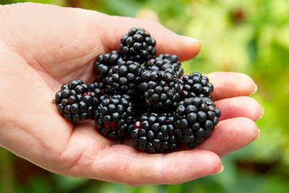 Ponca BlackBerry Plants Pack of 2 - (5-9" Tall) – Sweetest Thornless Live Berry Bushes – Cold Hardy Zones 5-9 – Self-Supporting Rubus Starter for Patio Containers or Outdoor Gardens – High Yield