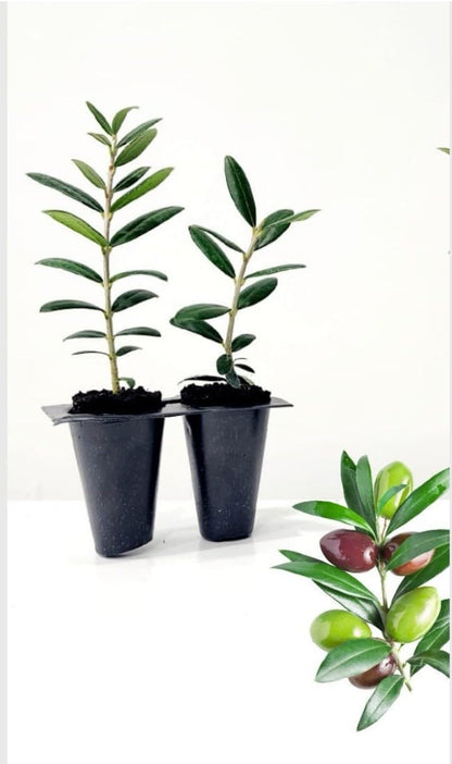 Live Plant - Arbequina Olive Tree-Olea Europea- ONE Small Rooted Plant