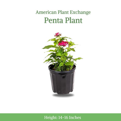 American Plant Exchange Penta 'Lipstick' – 6-Inch Pot – Live Flowering Plant with Bright Red Star-Shaped Blooms, Heat-Tolerant Outdoor Annual for Pollinator Gardens, Patios & Containers