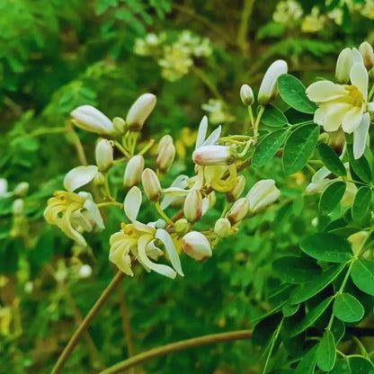 2 Moringa Trees Live Plants, Moringa Oleifera Plants, 4 to 6 Inc Tall, Easy to Plant Outdoor Gardening