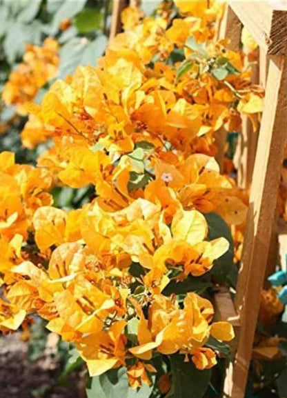 Yellow Bougainvillea Live Plants - 2 (Two) California Gold Bougainvillea 4 to 6 Inches Starter Plants - Live Bougainvillea Plants - Live Flower Plants