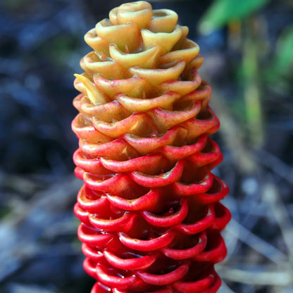 Set 5 Shampoo Ginger Roots, Awapuhi Zingiber Zerumbet Rhizomes, Pinecone Ginger Lily Flowers for Outdoor Growing