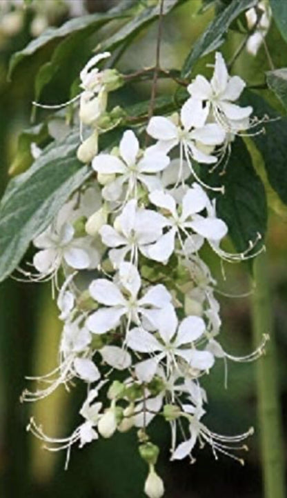 Live Plant - 4" Pot Clerodendrum WallichiiBridal Veil Plant