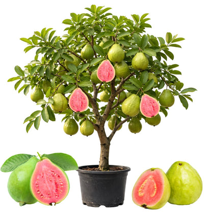 Pink Guava Plant Live, Sweet Tropical Guava Fruit Tree, 2–3 Ft Tall in 3 Gallon Pot, Ready to Grow, No Ship to CA