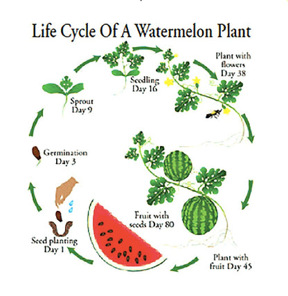 Congo Watermelon Seeds - Extra Sweet Heirloom Variety