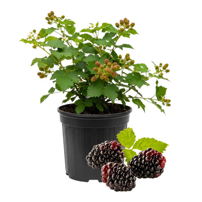 Set 2 Thornless Boysenberry Plants, Sweet Boysenberry Plants for Planting, 4 to 6 Inches Tall, High Yielding Berries for Indoor Outdoor Garden