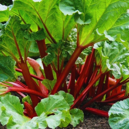 5 Large Rhubarb Plants Roots for Planting, Rhubarb Plants Live Roots for Planting, 3 to 5 Inc Tall, Backyard Gardens