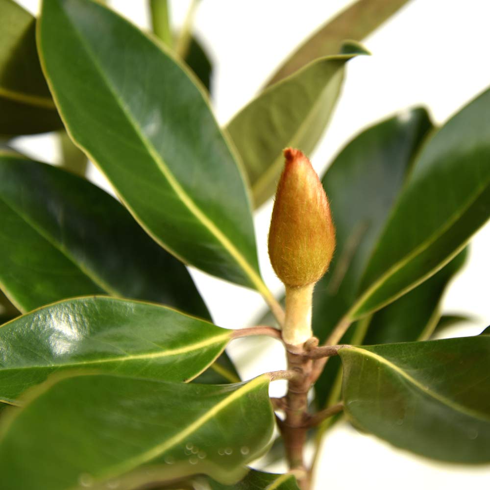 Perfect Plants Little Gem Magnolia Live Plant, 4-5', Includes Care Guide