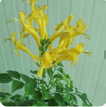 Live Plant - Cape Town Yellow Tecomariasmall Rooted Starter Planthummingbird Heaven