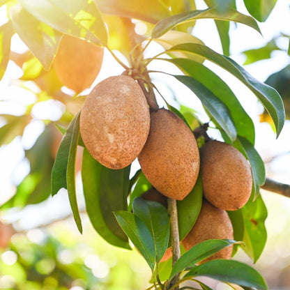Sapodilla Tree Live Plant for Growing 2 to 3 Feet Tall, in 3 Gallon Pot, Sapodilla Plant Live Outdoor, Cannot Ship to CA