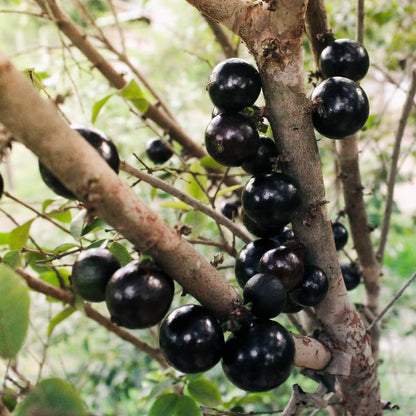 Jaboticaba Tree Live Plant in 3 Gallon Pot, Jaboticaba Sabara, Black Grape Fruit Trees from 2 to 3 Feet Tall for Outdoor Planting, No Ship to CA