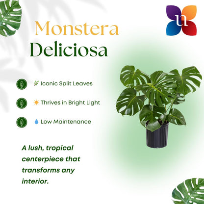 United Nursery Monstera Deliciosa Bundle 2-Pack Large 30-36 inches Tall Live Indoor Swiss Cheese Plants 10 inche Plants Pots, Air Purifying Tropical Floor Plants for Home and Office Decor