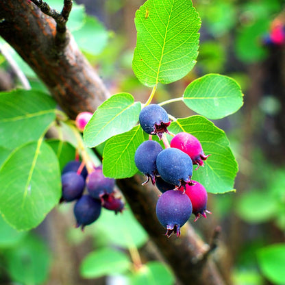 Serviceberry Plant Live 6 to 12 Inch Tall, Thornless Serviceberry Bush Live Plant Well Rooted to Grow
