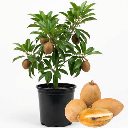 Sapodilla Tree, 3 Gallon Pot, 2 to 3 Ft Tall Sapodilla Fruit Plant for Planting Outdoors, No Ship to CA