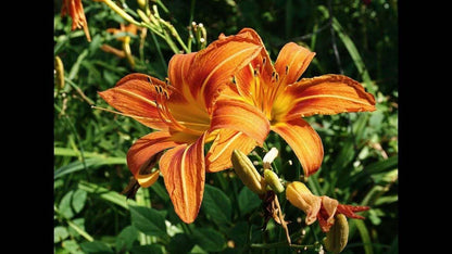 Live Plant - 10 Wild Orange Daylily Fans/Root Systems - Ditch Lily - (Hemerocallis fulva)