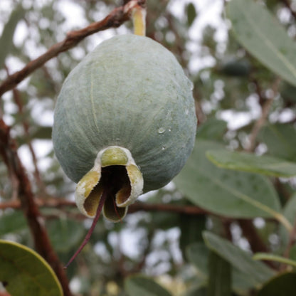 Pineapple Guava Tree Live Plant, 4 to 7 Inc, Guava Fruit Plant