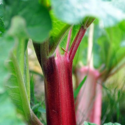 5 Rhubarb Roots Plants for Planting, 3-5 Inch Size, Well-Rooted Perennial Vegetable Starter, Cold-Hardy Plant for Backyard and Garden Rows