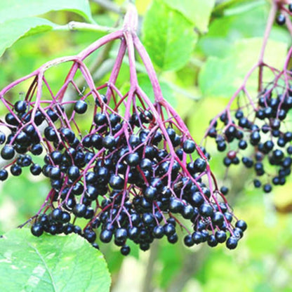 1 Black Elderberry Plant Live, 6-9 Inch Tall, American Elderberry Bush, Hardy Elderberries Tree