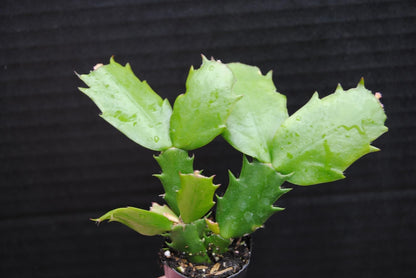 Live Plant - Christmas Cactus Starter Plant Epric Star Schlumbergera Truncata