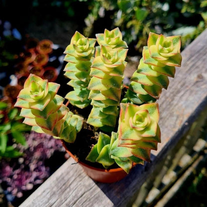 Variegated String of Buttons Live Plants, Easy Indoor Trailing Succulent in 2.5" Pot, Hanging Succulent Houseplant Indoor Outdoor Planting