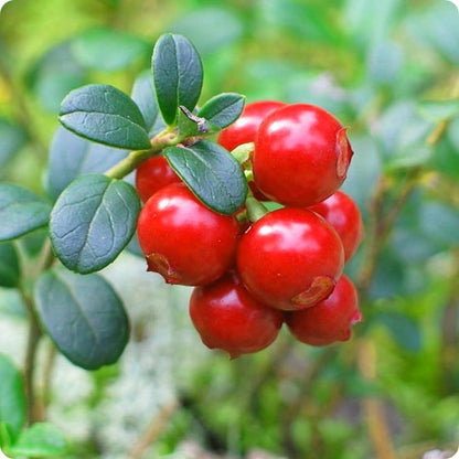 Cranberry Trees Plant Live in 3 Inch Pot, Low Bush Groundcover, Red Cranberries Tree Viburnum Plant, Edible Cranberry Tree Live for Growing