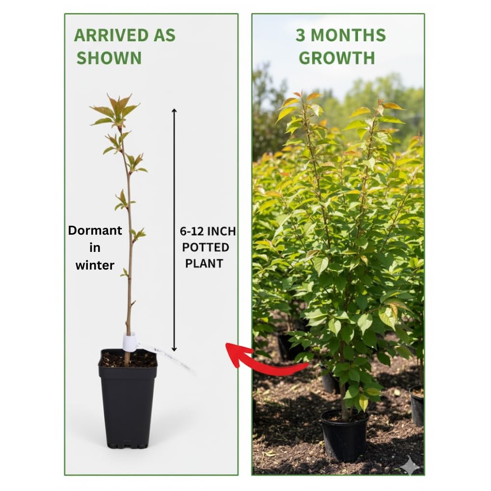 Cherry Blossom Tree Live Plant, 8-12" Tall, Ornamental Flowers for Outdoor Planting, in Pot (Weeping Cherry)