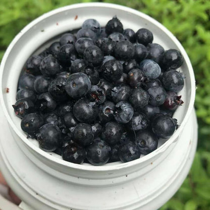 Sets 2 Black Huckleberry Bushes Tree Live Plant in 3" Pot, from 4-6 Inches Tall, Sweet Huckleberries Well Rooted, Dormant, Blueberry Like Shrubs
