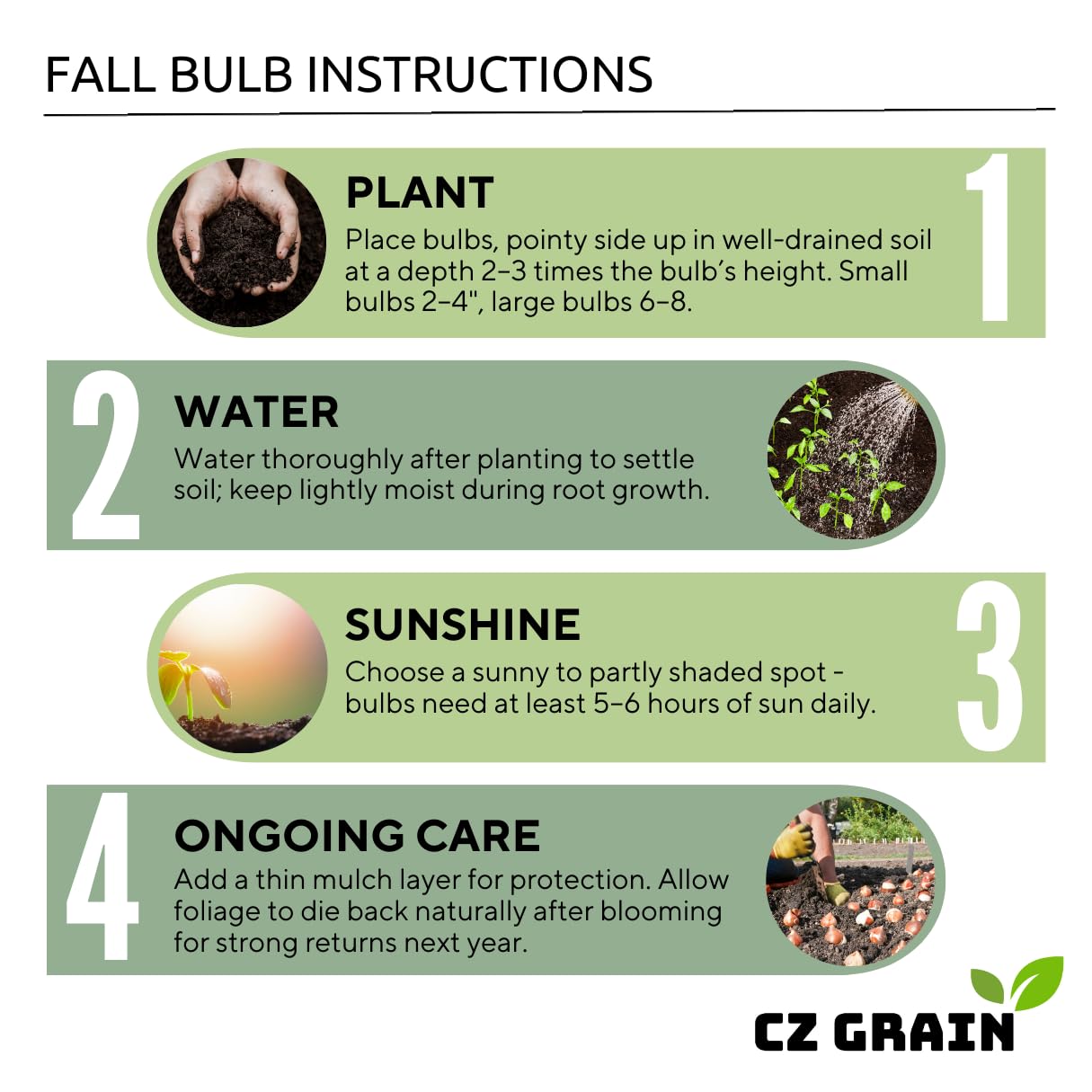 Constellation Caladium Bulbs for Planting - Perennial Hosta, Elephant Ears, Fancy (6 Bulbs)