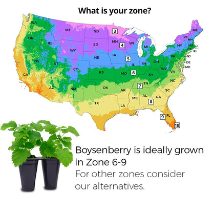 Thorny Boysenberry Plants (4 Pack) – Live Starter Plants for Planting, Vigorous Trailing Canes Producing Large, Juicy, Sweet-Tart Berries, Ideal for Jams, Pies, and Fresh Eating
