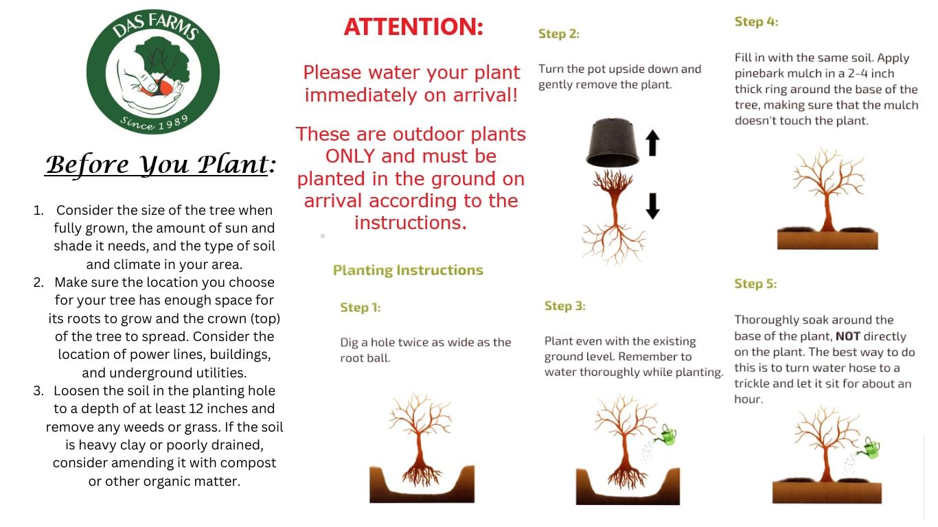 Pragense Viburnum - Live Plant Shipped 2 to 3 Feet Tall by DAS Farms