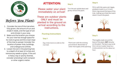 Four Pack of Pragense Viburnum - Evergreen Privacy Hedge - 4 Live Plants Shipped 2 to 3 Feet Tall by DAS Farms