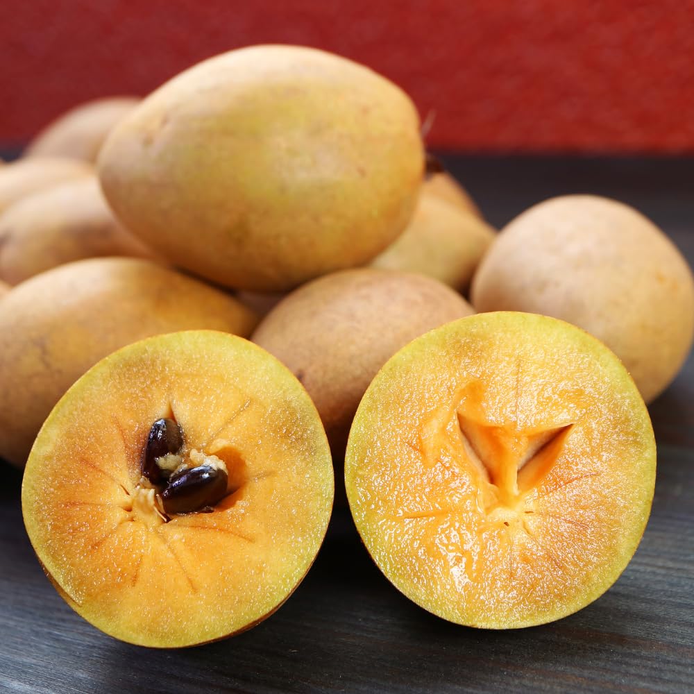 Sapodilla Live Fruit Tree | Anola Sapodilla Fruit Seedling | 30-36 Inches Tall in 3 Gallons Pot | Tropical Fruit Plan for Planting Outdoor | No Ship to CA,HI,AK