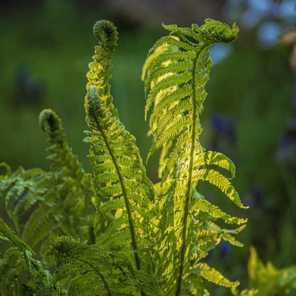 5 Roots of Ostrich Fern, Fern Plants Live, Live Fern Plants, Fern Plant Seedlings, Fern Rhizomes for Planting, 5 Roots