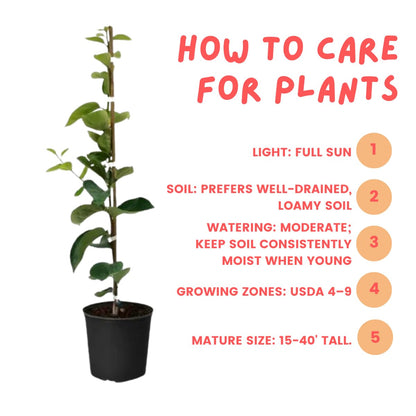 Persimmon Tree Live Plant, 6-12 Inch Tall Plant Well Rooted in Quart Pot, 1 Year Old, Dormant in Winter